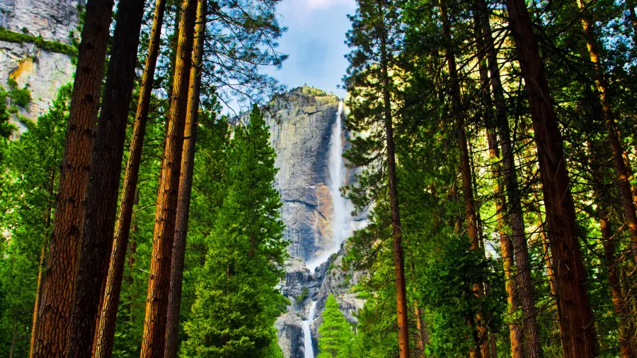 yosemite waterfalls behind sequoias in yosemite national parkcalifornia