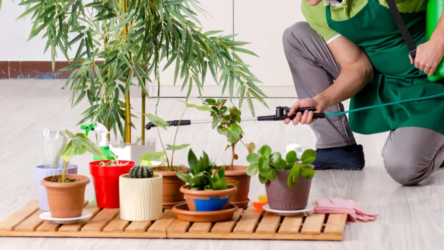 young male gardener with plants indoors