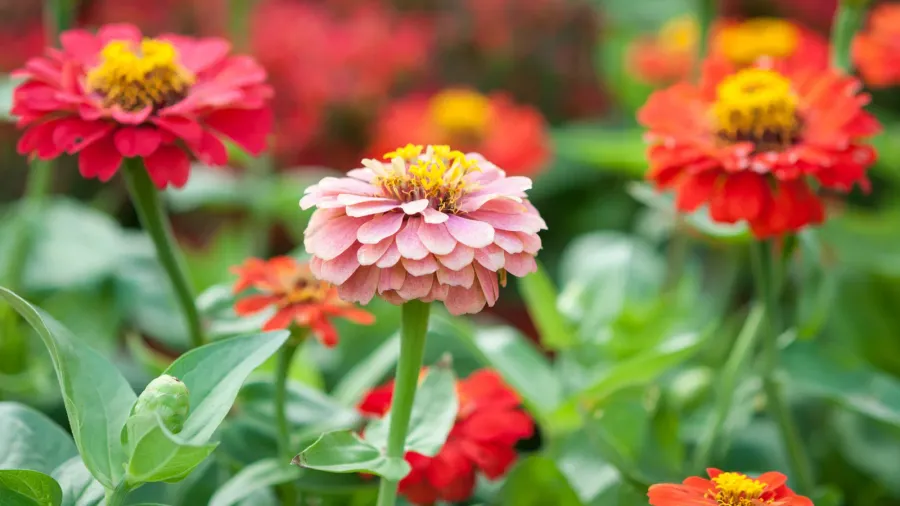 Beautiful pink, red, and orange zinnia flowers in full bloom in a garden.