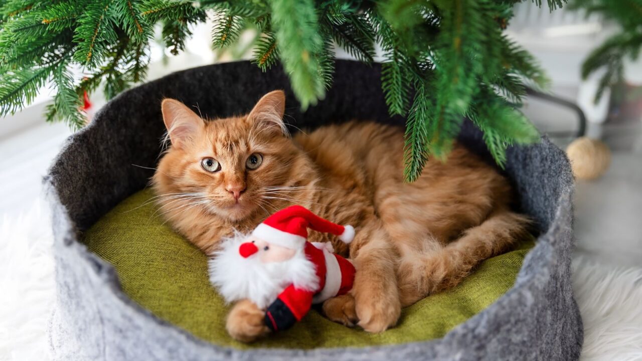 Cat bed under shaded area