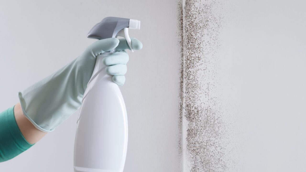 products to prevent mold