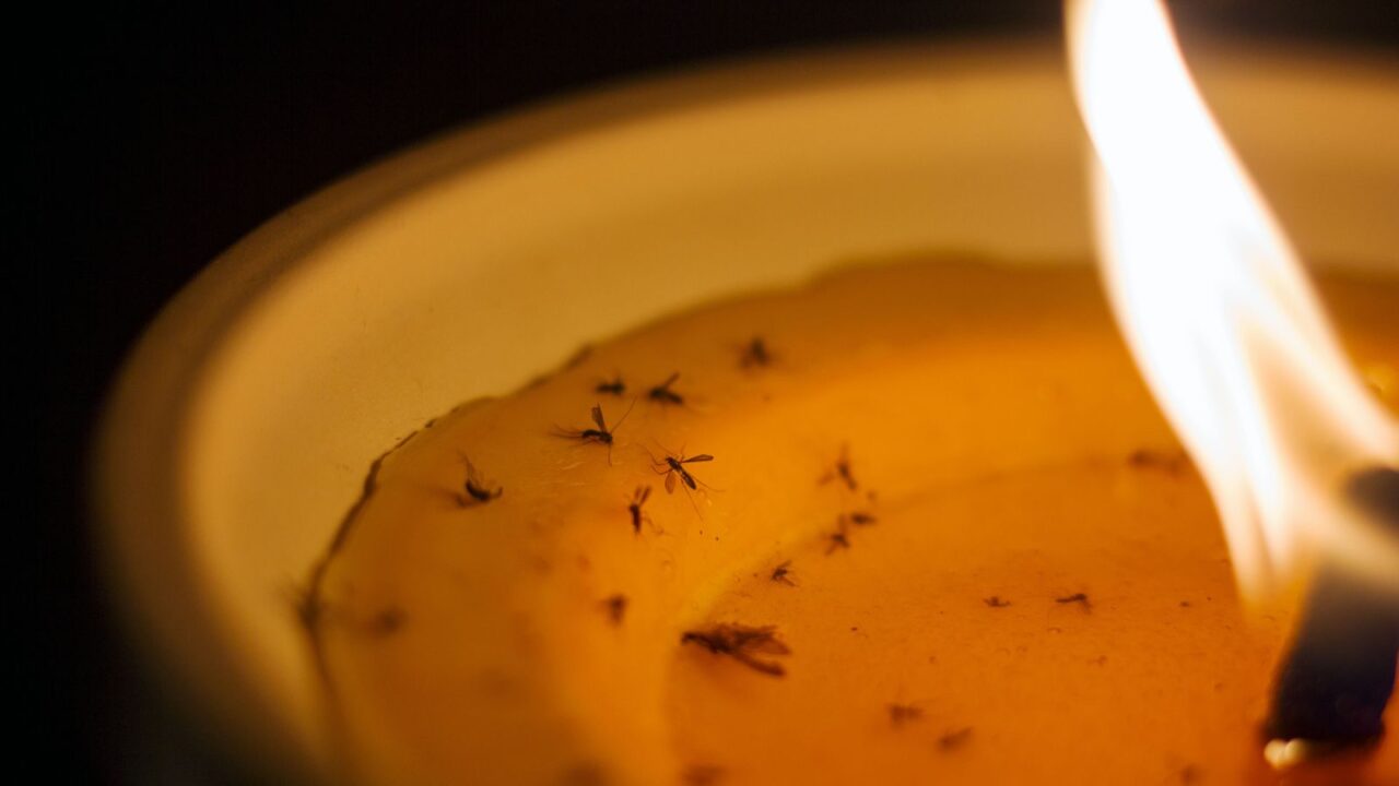 citronella candles for mosquito repellent