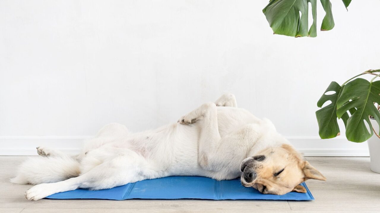 Dog relaxing on cooling mat