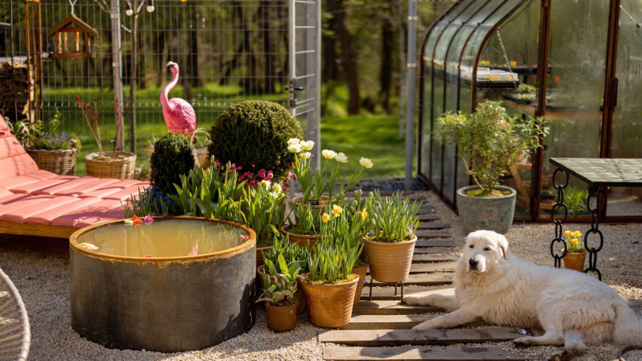 Beautiful garden with potted flowers, fountain, vintage greenhouse and dog resting during morning light