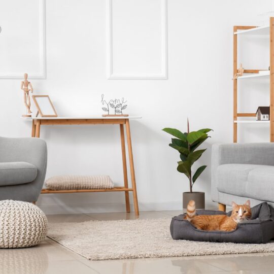 Pawsome Summer Decor: Trendy Ideas for Pet-Friendly Homes