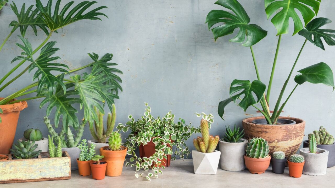 Indoor tropical plants