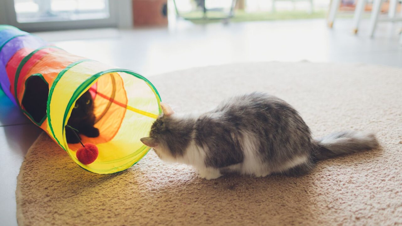 Pet tunnel