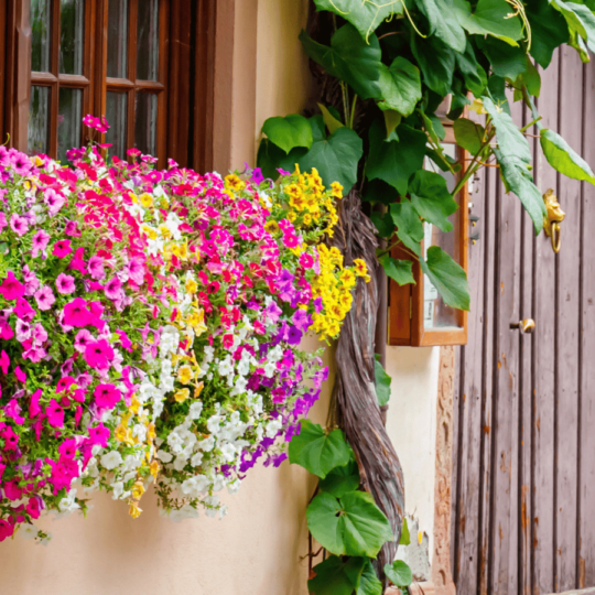 Create Urban Vertical Gardens for Small Spaces