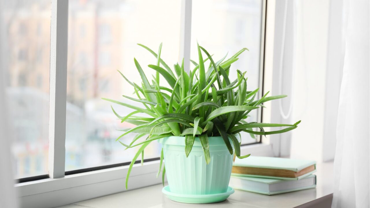 An aloe vera plant and books on a window sill.