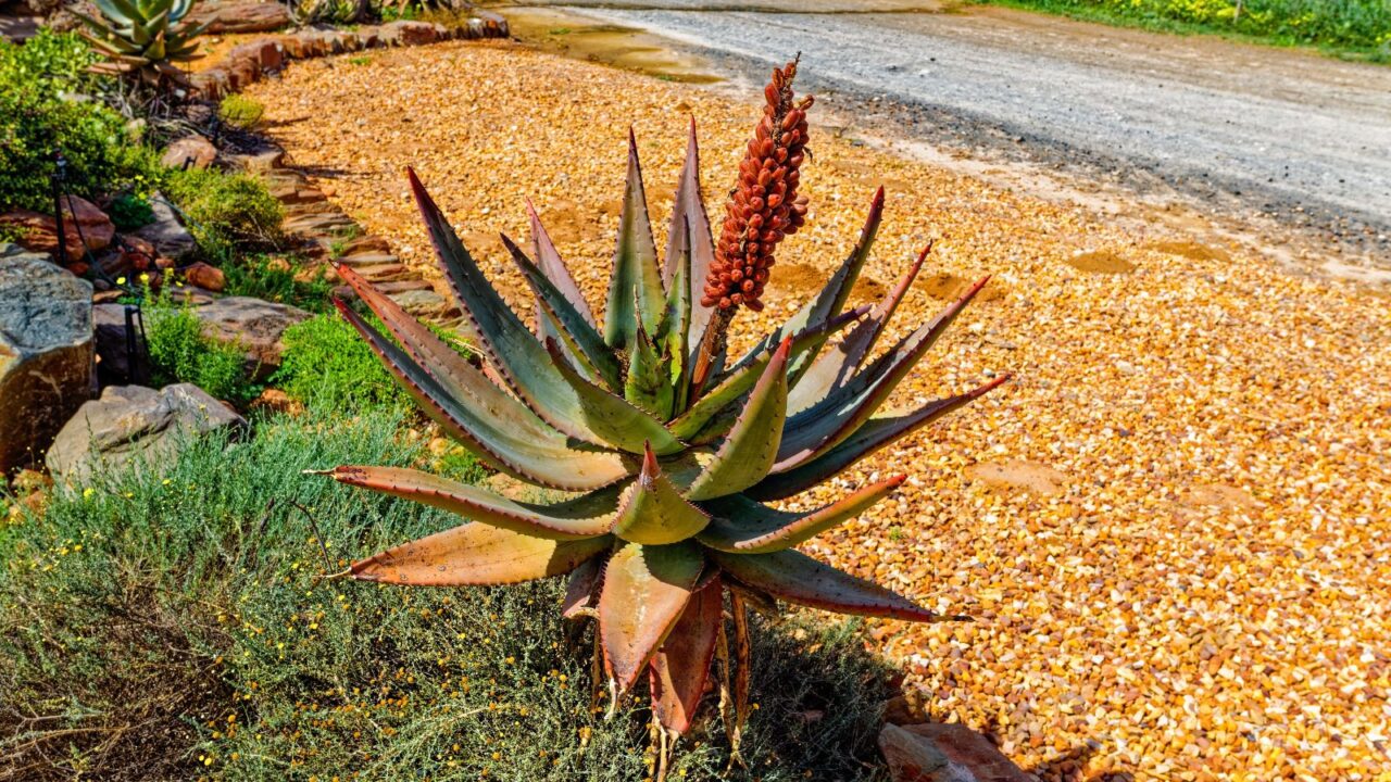 Bitter Aloe outdoor plant