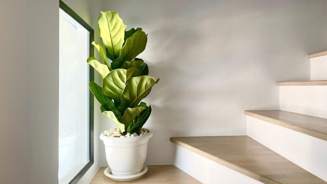 A fiddle leaf fig plant pot placed on stairs.