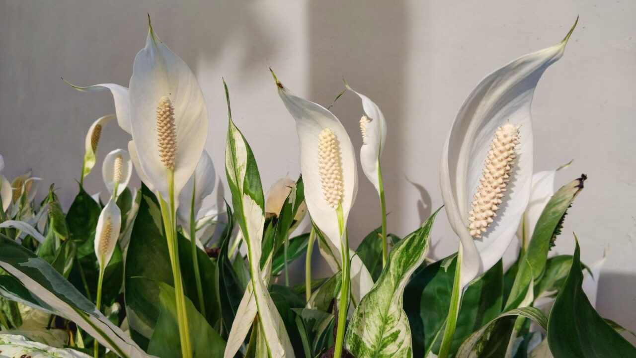 Group of peace lily plant in front of a white wall.