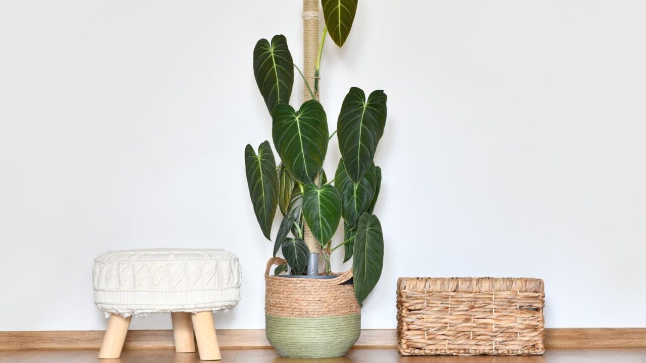 Philodendron as house plant in summer