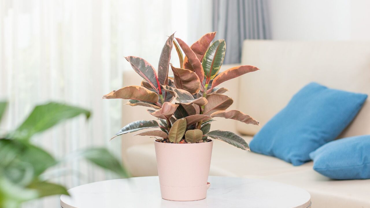 Rubber plant on table