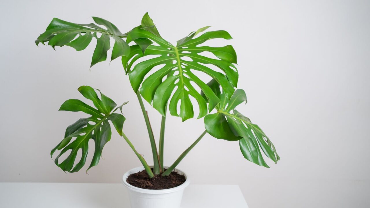 Swiss Cheese Plant as indoor plant decor