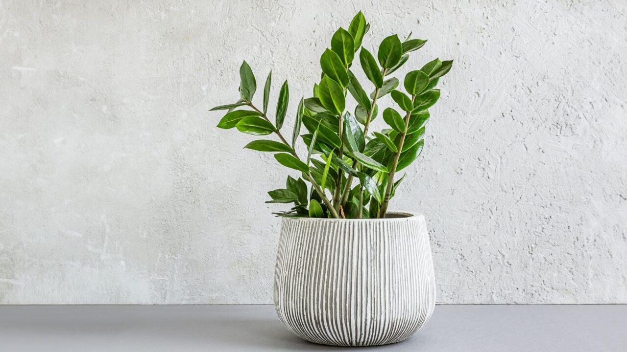 A ZZ plant in a ceramic pot on a gray surface.