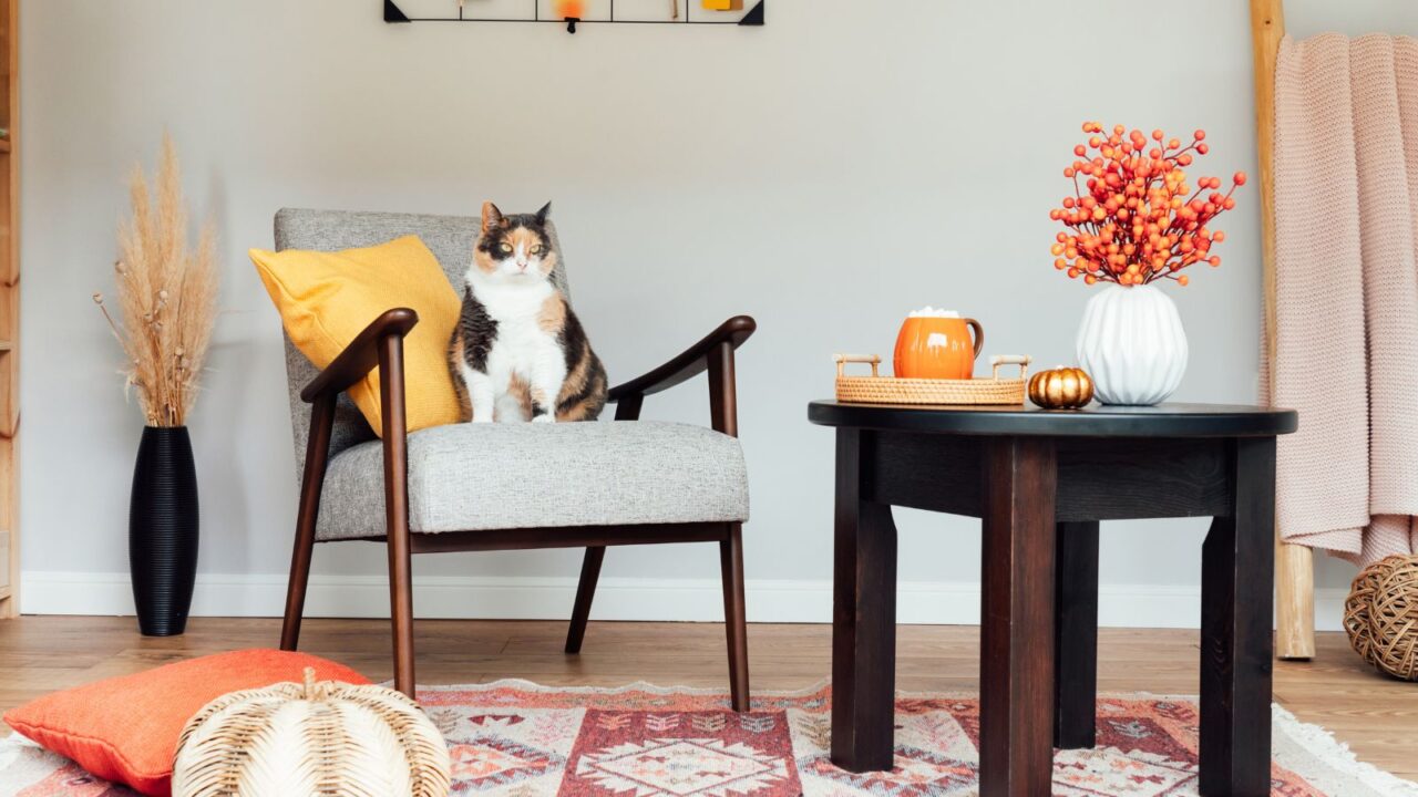 Stylish Scandinavian interior of living room with modern armchair with sitting relaxed cat pet, coffee table, natural autumn decor, stairs with plaid. Cozy home interior design with fall mood.