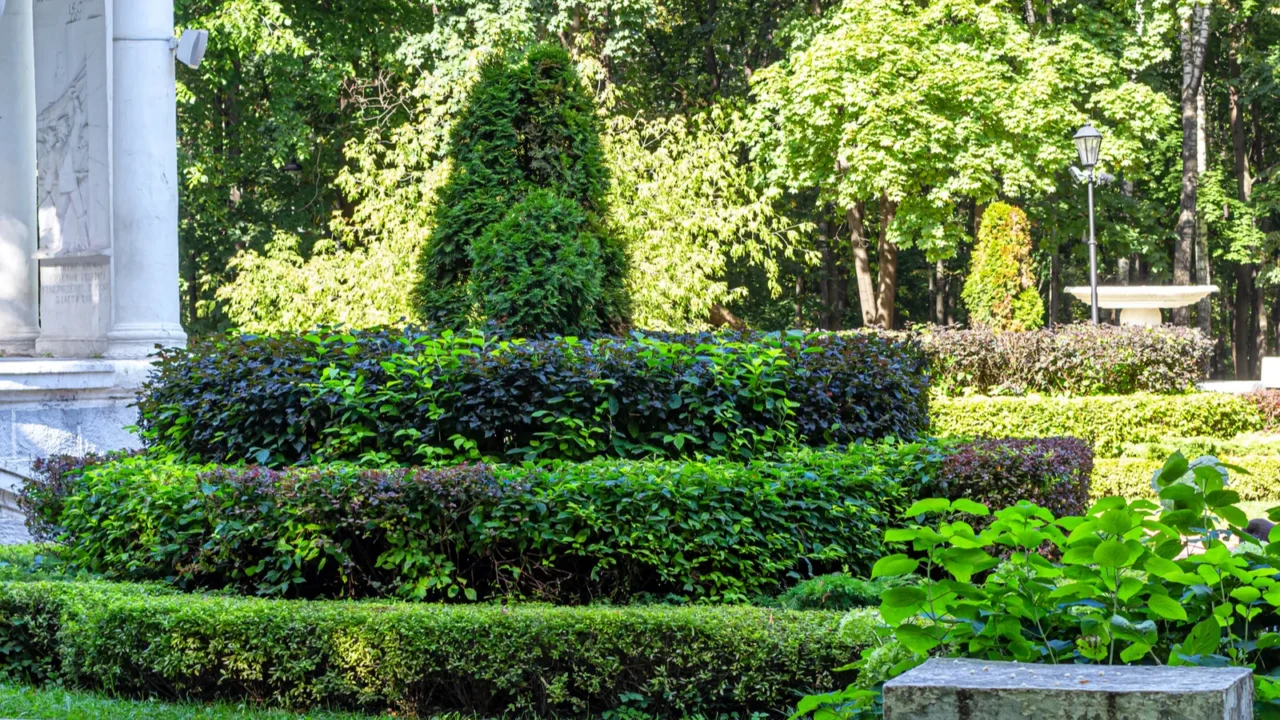 Carefully pruned trees and shrubs in the Park ensemble of the Neskuchny garden