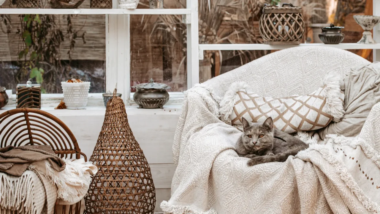 Cat on shabby chic chair vintage interior