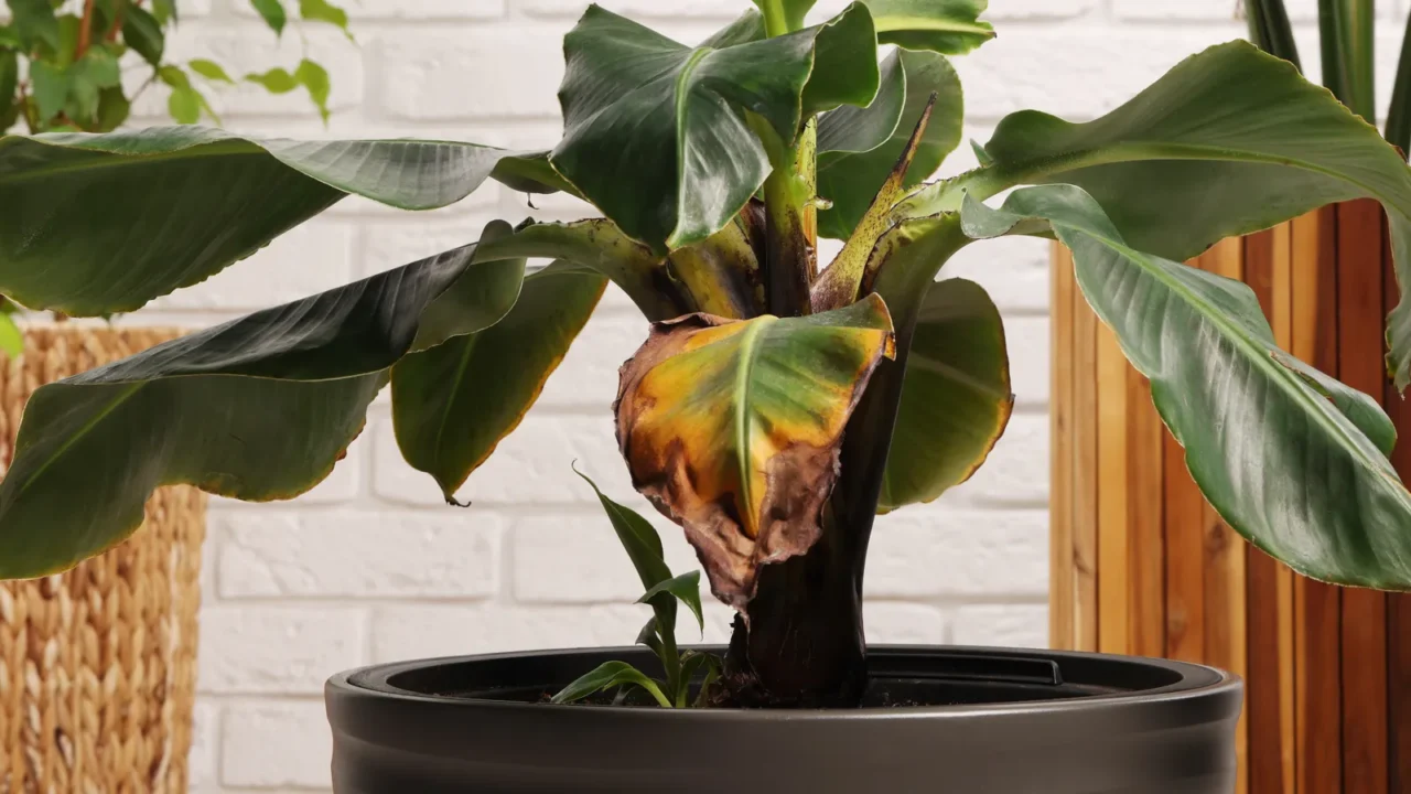 Potted houseplant with damaged leaves indoors, closeup