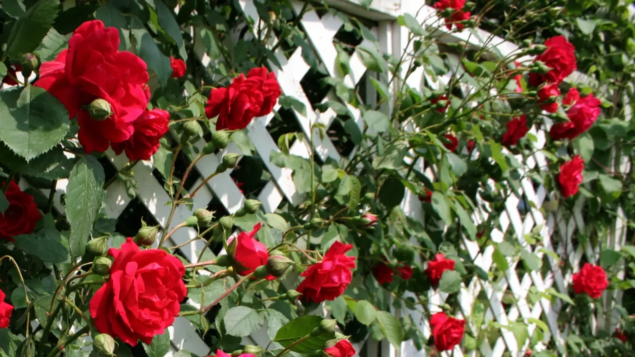 Red Rose Trellis