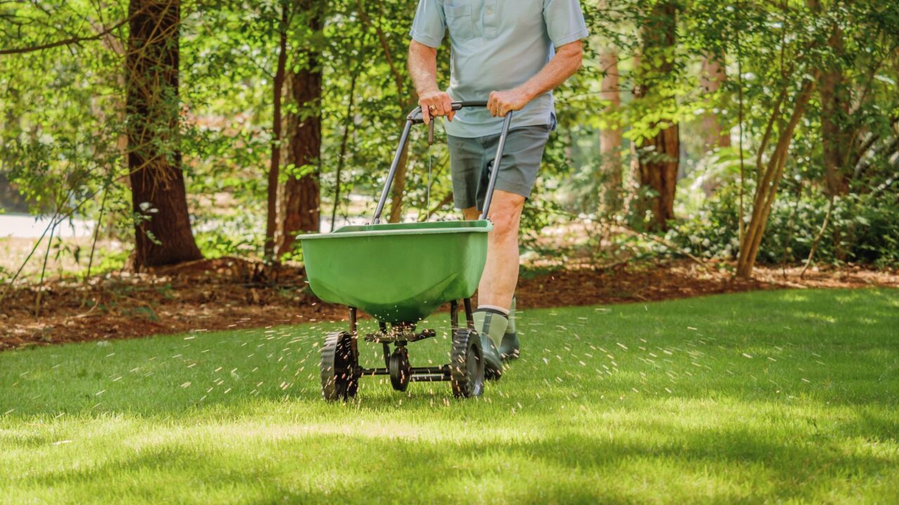 A man is fertilizing and seeding residential backyard lawn with manual grass fertilizer spreader.