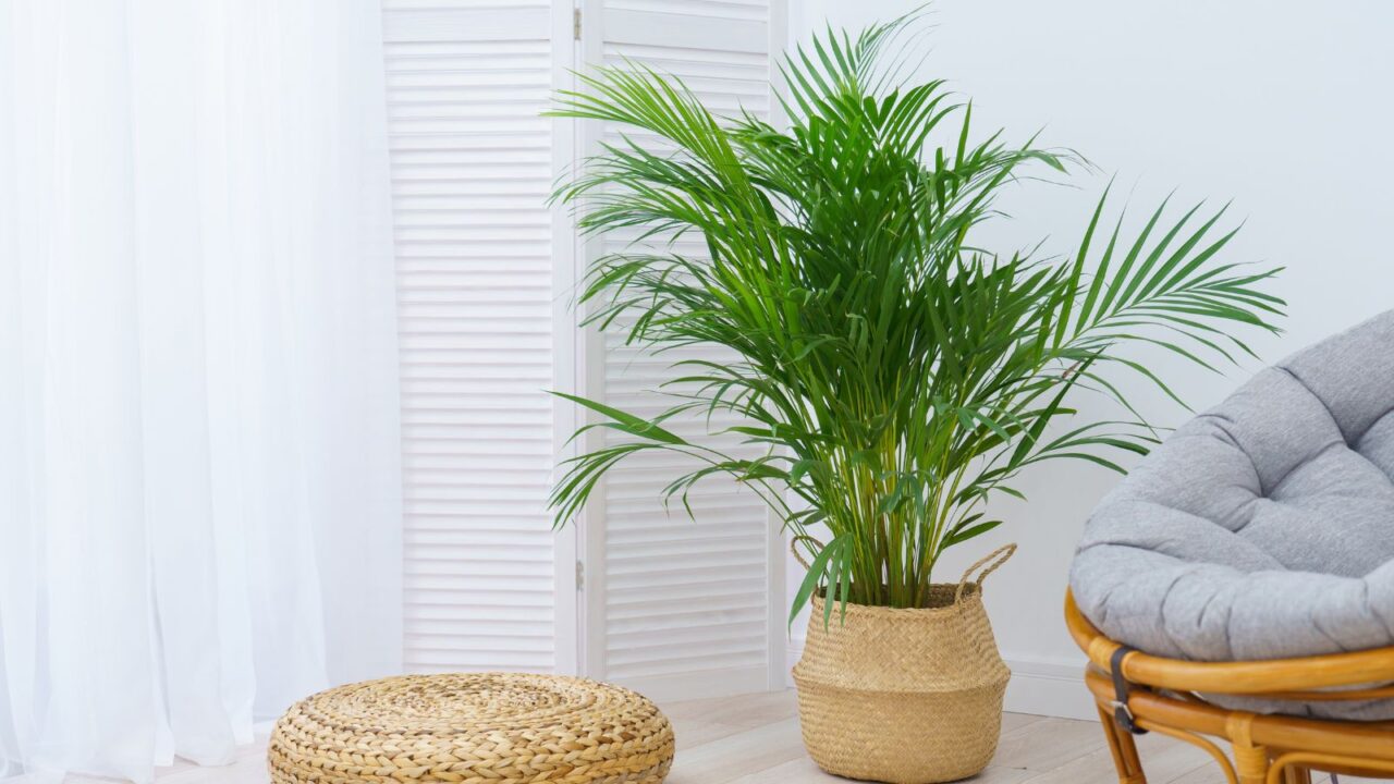 A plant, chair, and stool are placed in a room