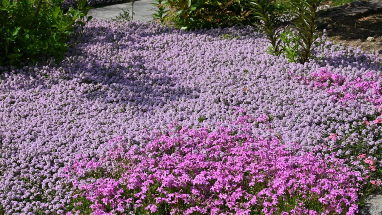 Thyme flowers are used as a ground cover for flower beds.