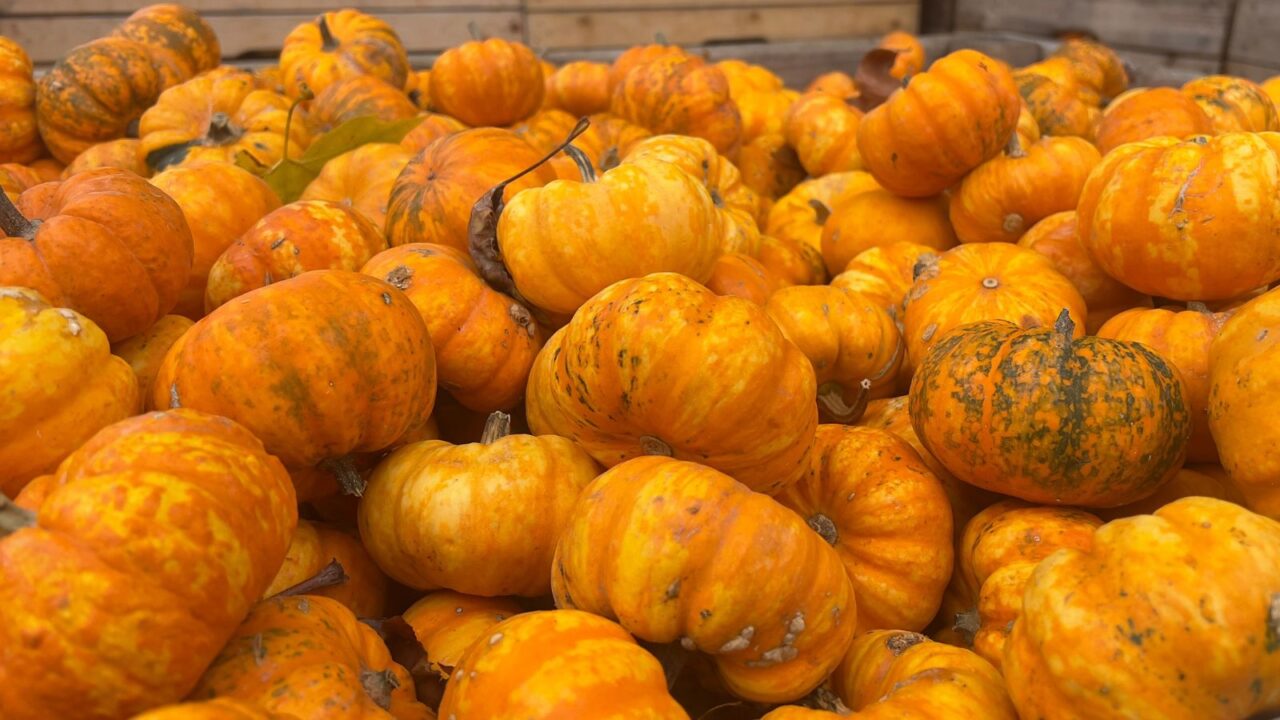 A close-up photo of a bin full of small, orange pumpkins. It's a pumpkin patch experience.