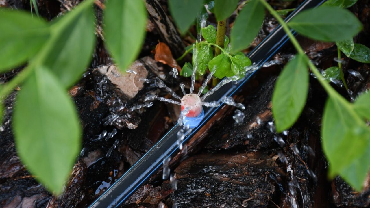 Drip irrigation system in a raised bed. Blueberry bushes sprout from the litter against drip irrigation.