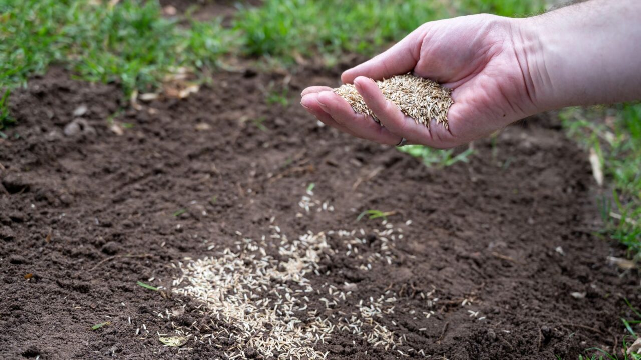 Hand full of grass seeds above an area of the lawn with no grass.