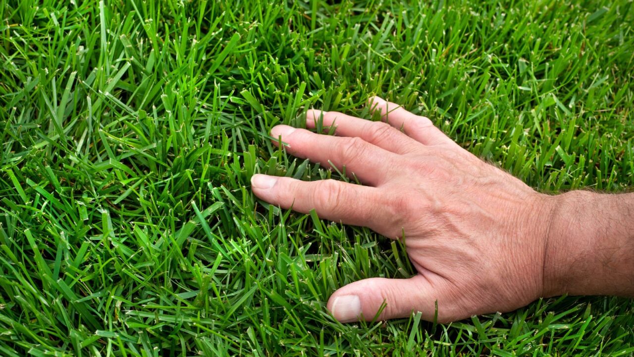 Closeup of a man's hand inspecting grass.