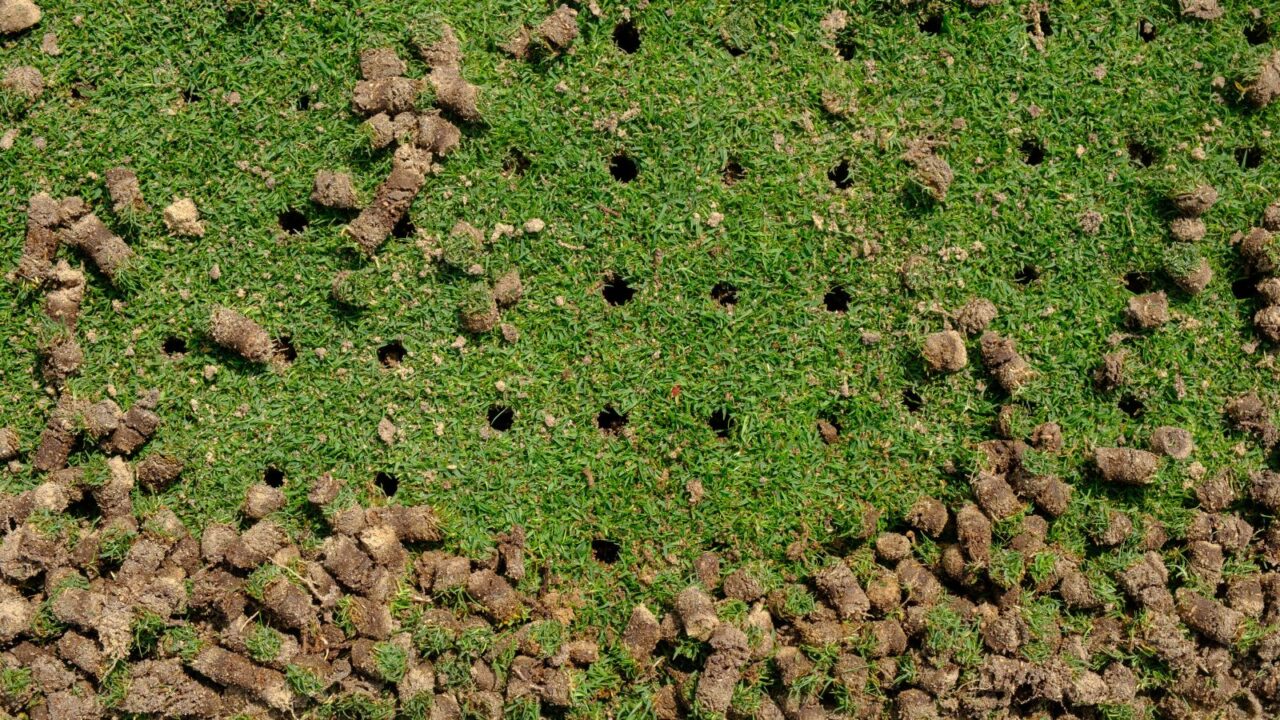 Pile of plugs of soil removed. Aeration technique used in the upkeep of lawns and turf.