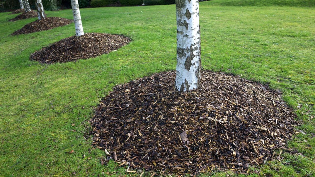 Birch trees in a park with mounds of mulch around the base usually made from shredded bark.