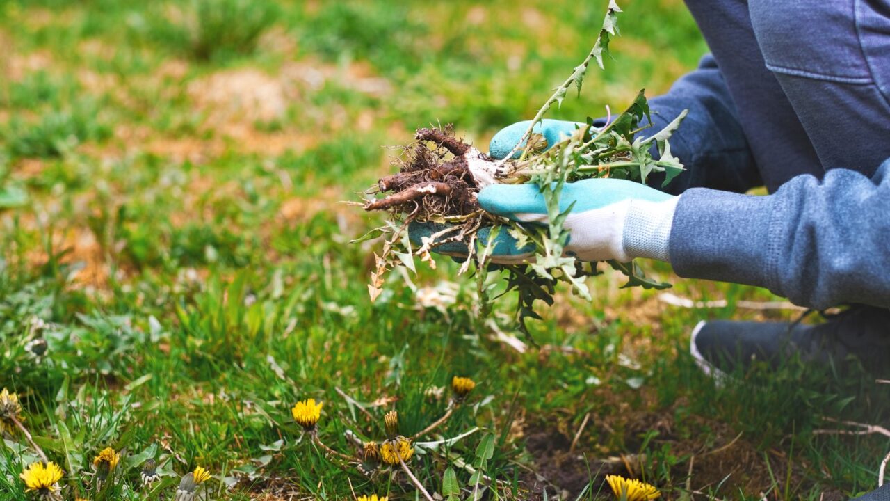 Hands wearing garden gloves, removing and hand-pulling Dandelions weeds plant permanently from lawn. Lawn care and weed control.