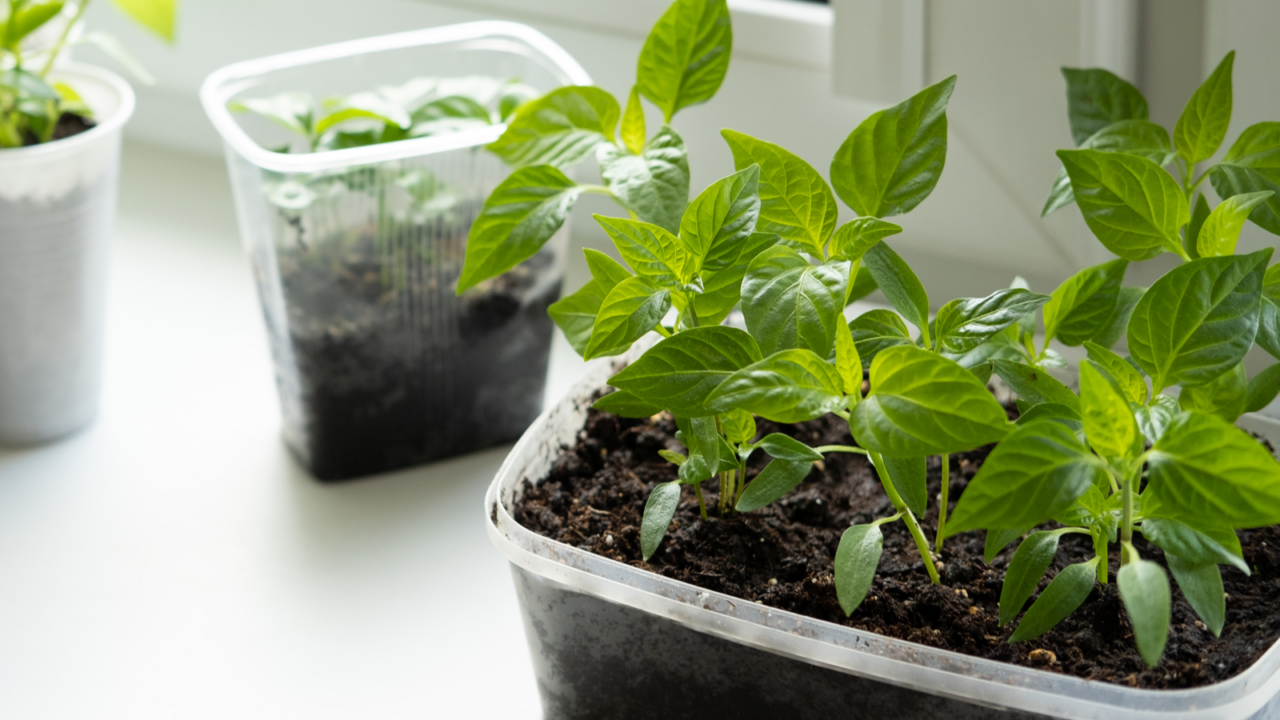 Vegetable seedlings in plastic containers on the windowsill in the apartment