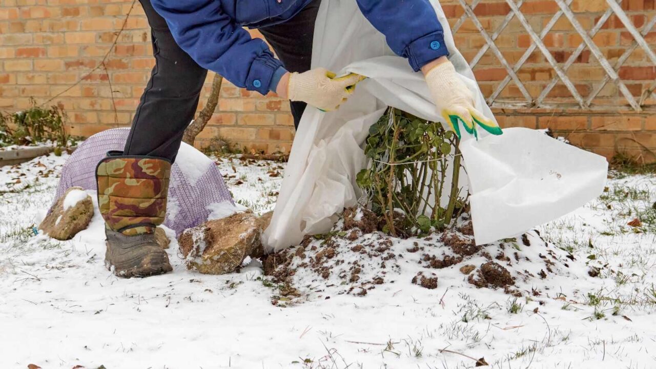 A man taking steps for frost protection for garden plants.