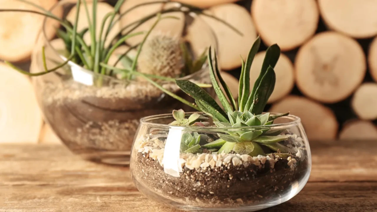 Clear glass pots with succulents.