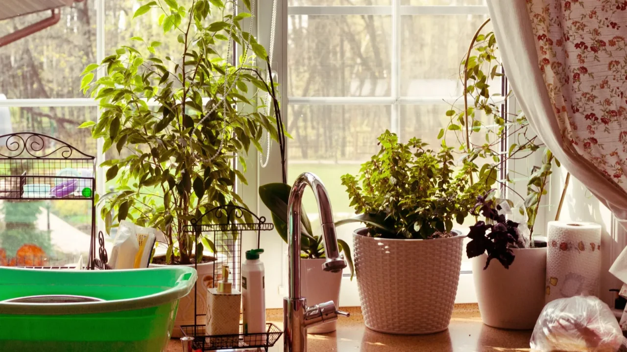 Kitchen window garden view plants