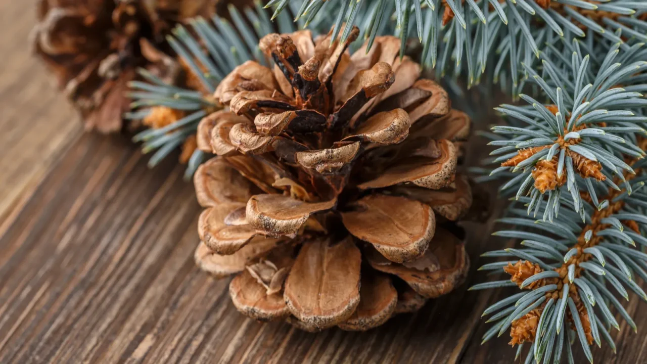 Pine cone and green branch on wooden table .Christmas card. Pine cones on wooden background.