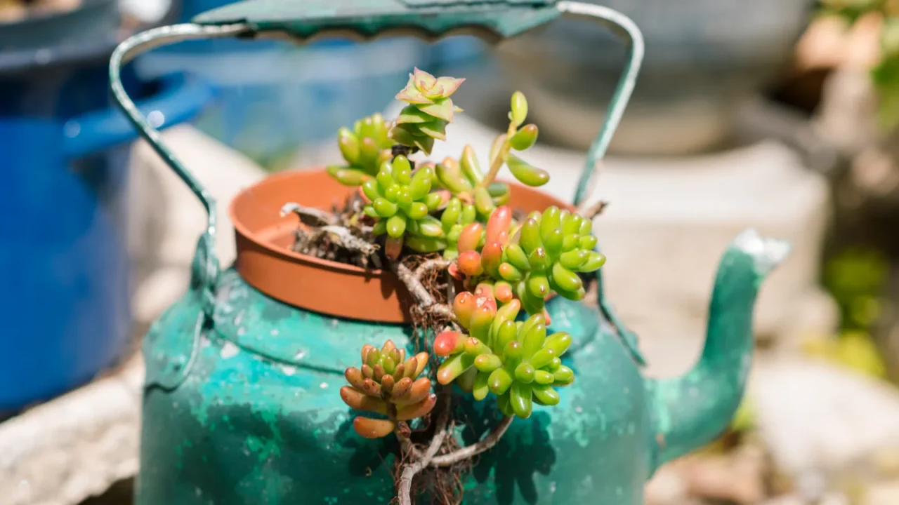 Reused planter ideas. Second-hand kettles, saucepans, old teapots turn into garden flower pots. Recycled garden design and low-waste lifestyle.