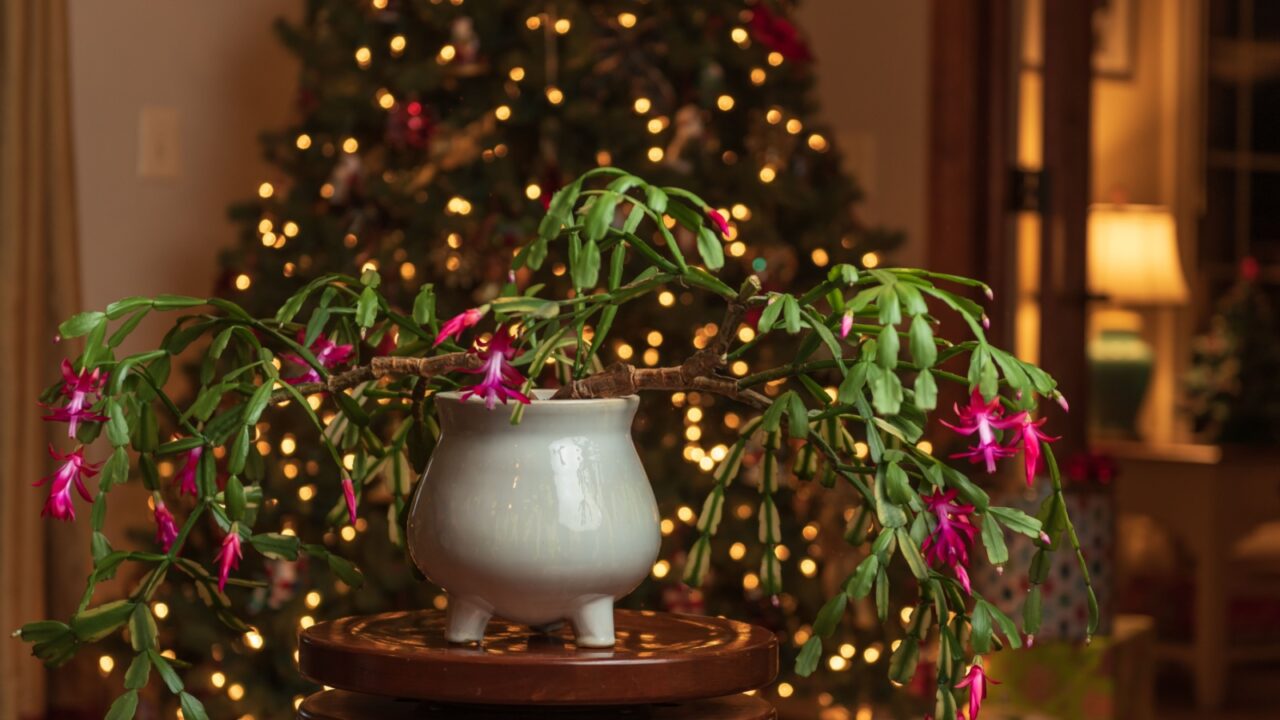 Blooming Christmas Cactus in front of Christmas Tree.