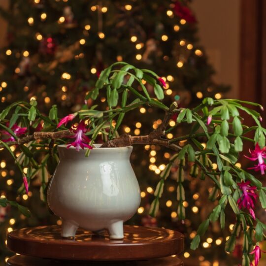 Secrets to Thriving Christmas Cactus Blooms