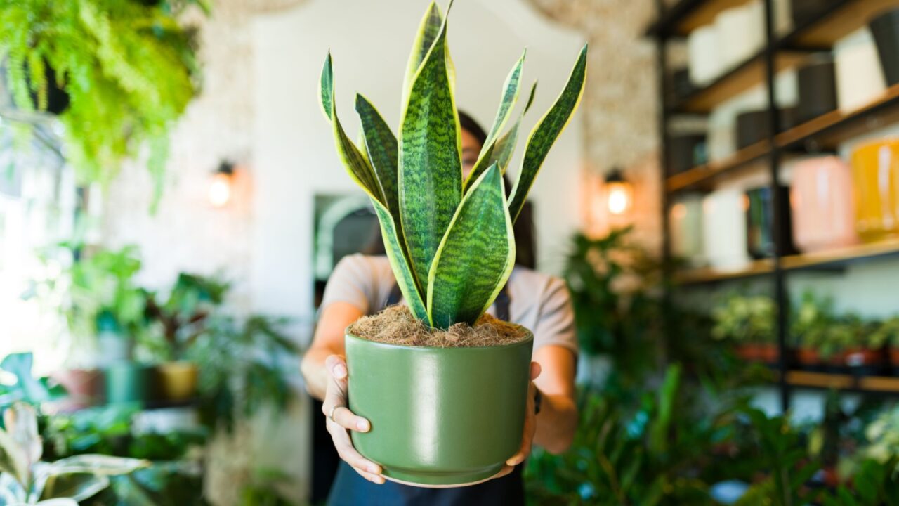 Closeup of a plant shop worker holding a potted snake plant while standing in a plant shop