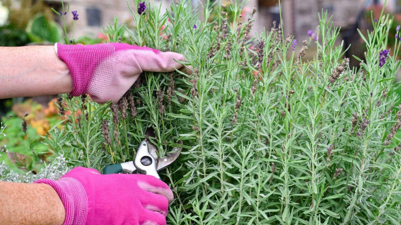 A person wearing pink gloves deadheading dried lavender plant flowers.