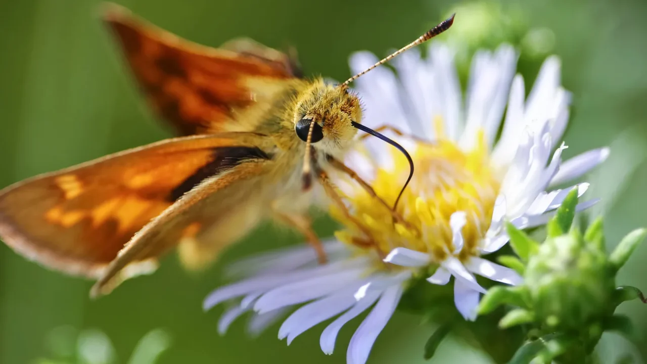 a common skipper butterfly sipping nectar from a tiny flower