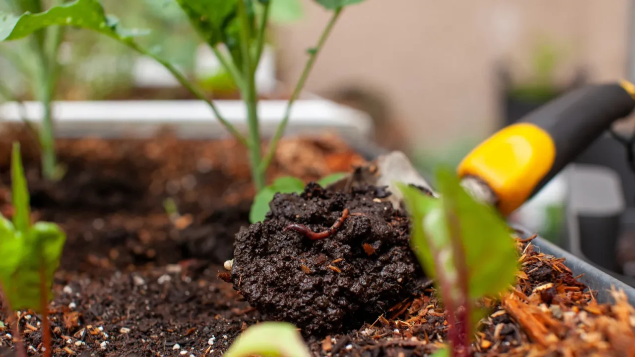 A garden shovel harvests fresh worm castings compost.