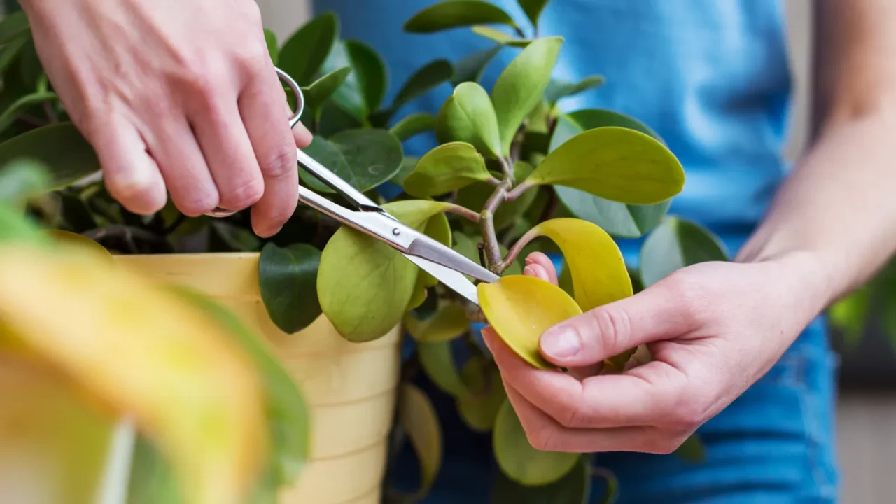 a girl is engaged in pruning house plants a woman