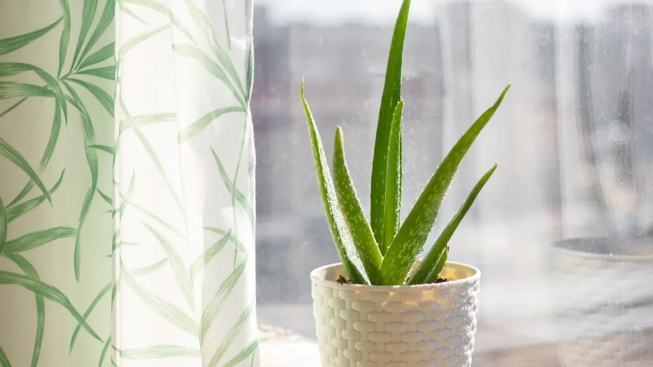 Aloe vera in a pot