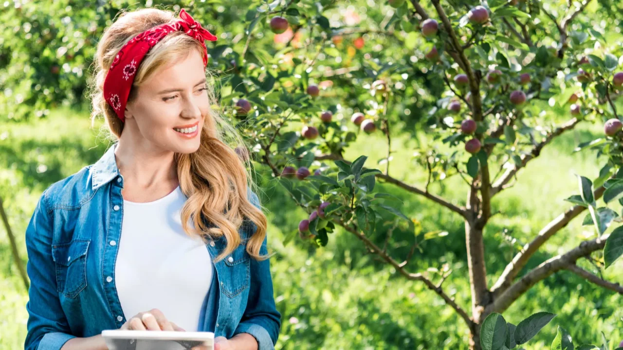 A farmer examining harvest in apple garden at farm.